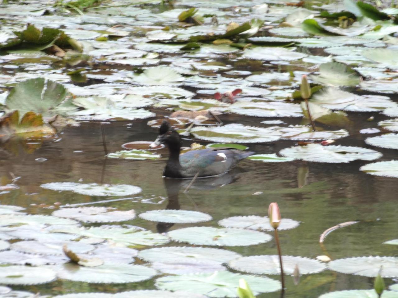 Horquetas River Lodge Sarapiqui Ngoại thất bức ảnh