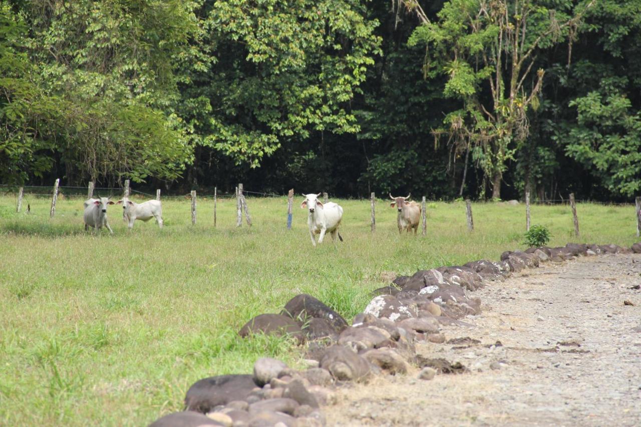 Horquetas River Lodge Sarapiqui Ngoại thất bức ảnh
