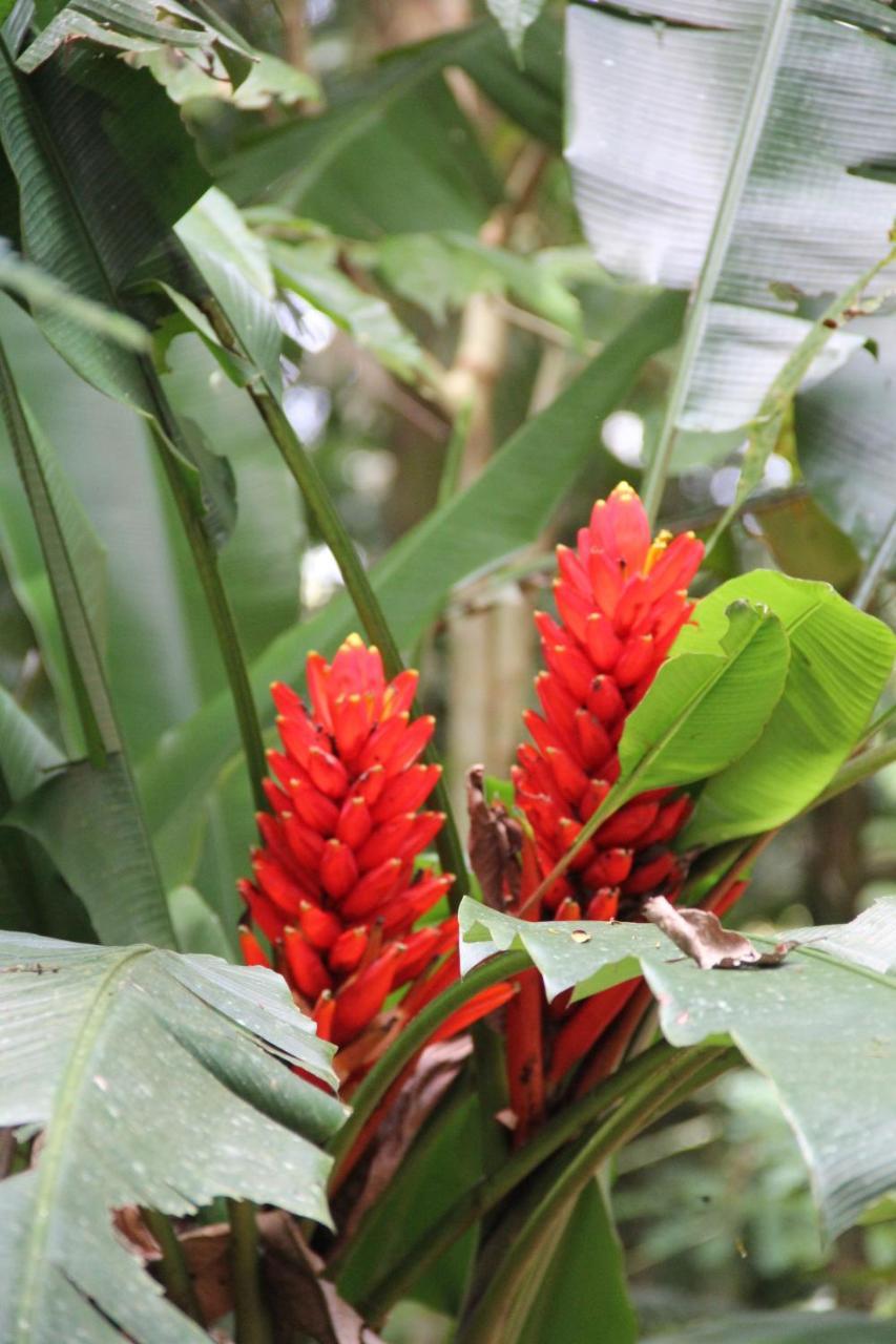 Horquetas River Lodge Sarapiqui Ngoại thất bức ảnh